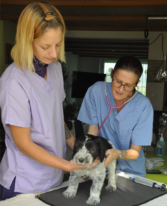 Mobile Pfotenpraxis Team Dr. med. vet. Romana Herrsche und Fiona Seiler mit Patient Hund